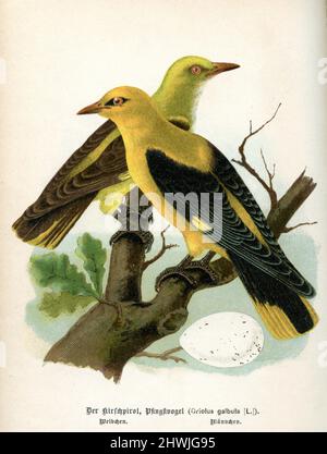 goldenes Oriol, Weibchen (links), Männchen (rechts) und Ei (unten). Oriolus oriolus, (Zoologiebuch, ca. 1895), Pirol, Weibchen (links), Männchen (rechts) und Ei (unten) Stockfoto