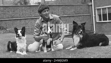 Blue Peter Moderator John Noakes, hier mit den Programmen New Border Collie Welpe und seinen Eltern zu sehen.die Zuschauer werden eingeladen, einen Namen zu nennen, wenn die neue Serie von Blue Peter beginnt. Kinder, die eigene Hunde tun, werden viele Tipps, wie man nach einem neuen Welpen zu kümmern und zu trainieren. Es wird gehofft, dass die Tausenden von Kindern, die nicht in der Lage sind, Hunde zu halten fühlen, dass sie einen Anteil am neuen Welpen haben. 14.. September 1971 Stockfoto