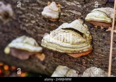 Der Zunder-Pilz 'Fomes fomentarius' wächst auf einem toten Baum Stockfoto