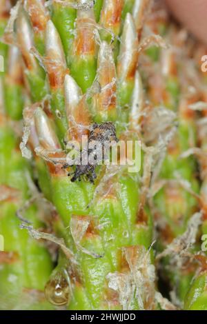 Pissodes validirostris eine Käferart aus der Familie der Rüsselkäfer Curculionidae. Die Larven entwickeln sich in Kiefernzapfen, wodurch sie fallen. Stockfoto