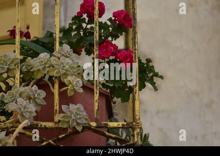 Handgemachte Tontöpfe mit Sukkulenten und roten Geranien auf einem traditionellen Balkon mit rostfreiem Eisengeländer in Nafplio, Griechenland. Stockfoto