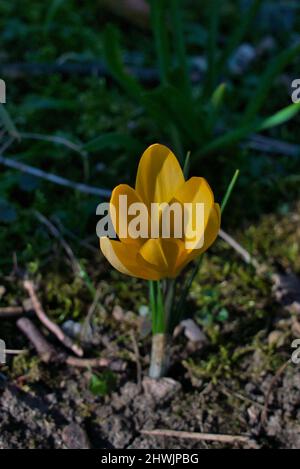 Schöner gelber Krokus in der Sonne im frühen Frühjahr Stockfoto