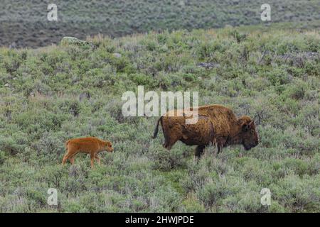 Bison, Bison Bison, einschließlich eines jungen 'roten Hundes' in der Herde im Lamar Valley im Yellowstone National Park, Wyoming, USA Stockfoto