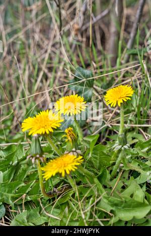 Blühende gelbe Dandelionspflanzen im Frühling Stockfoto