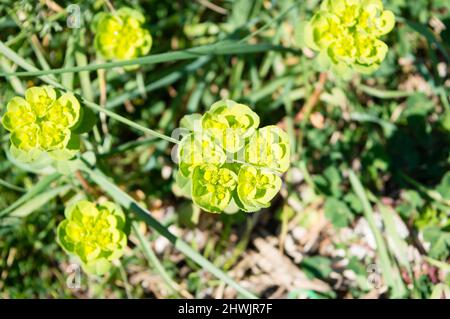 Wilde Frühlingsblume, in Kroatien als Sonnenspurge und Regenschirmmilchkraut bekannte, giftige Pflanze Stockfoto