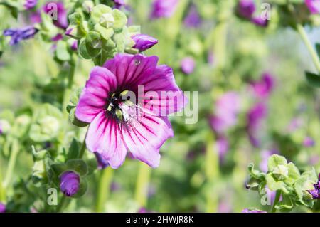 Baummalvenpflanze, Malva arborea mit dunkelrosa Blüten, wächst im Küstengebiet von Dalmatien, Kroatien Stockfoto