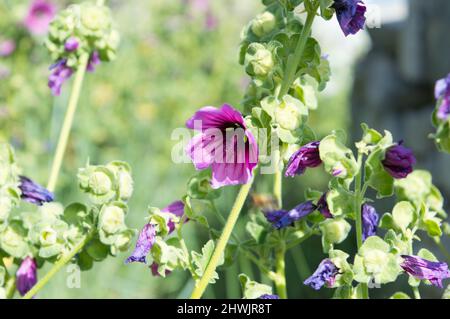 Baummalvenpflanze, Malva arborea mit dunkelrosa Blüten, wächst im Küstengebiet von Dalmatien, Kroatien Stockfoto