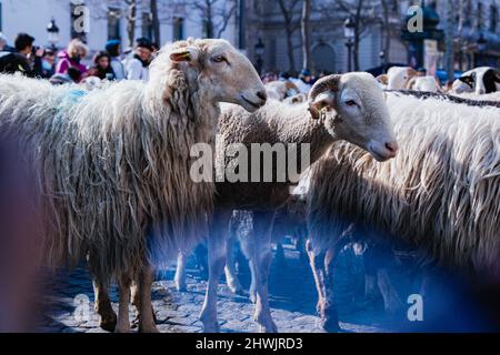 Paris, Frankreich. 06. März 2022. Zur Feier des Endes der Pariser Landwirtschaftsmesse wurde am 6. März 2022 auf den Champs Elysees in Paris, Frankreich, eine Transhumanz mit 2000 Schafen organisiert. Foto von Christophe Michel/ABACAPRESS.COM Quelle: Abaca Press/Alamy Live News Stockfoto