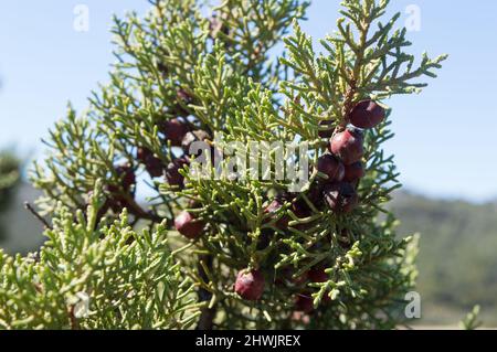 Mediterraner Strauch Juniperus phoenicea bekannt als phönizischer Wacholder oder Arar mit nadelartigen Blättern und kleinen braunen Zapfen oder Beeren, in Kroatien Stockfoto