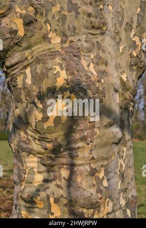 Bild einer platanischen Baumrinde Stockfoto