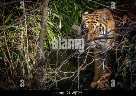 Porträt eines Tigers, der durch den Dschungel geht Stockfoto