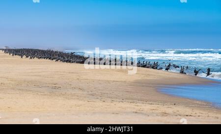 Namibia, Tausende Kormorane an der Küste, Skelettküste Stockfoto
