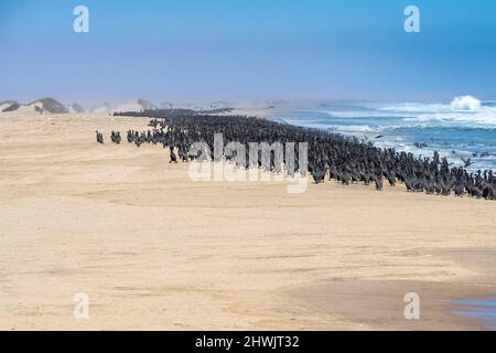 Namibia, Tausende Kormorane an der Küste, Skelettküste, mit der Wüste im Hintergrund Stockfoto