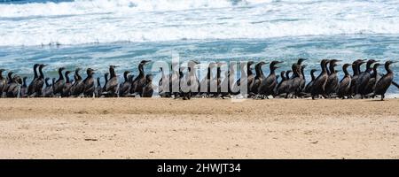 Namibia, Tausende Kormorane an der Küste, Skelettküste Stockfoto