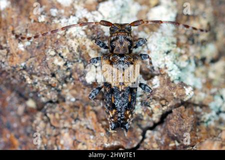 Kleiner Dornhornkäfer (Pogonochreus hispidus). Kleines Insekt aus der Familie der Cerambycidae. Getarnt als fallender Vogel. Stockfoto