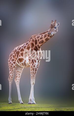 Künstlerisches Porträt einer hohen Giraffe, die im Gras steht Stockfoto