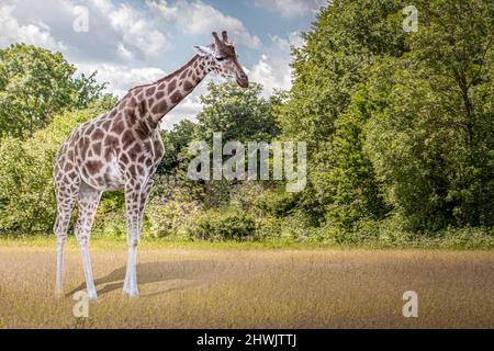 Giraffe auf offenem Feld Stockfoto