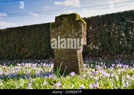 Ein alter, namenlose Grabstein mit rosafarbenen Krokussen im Frühling Stockfoto