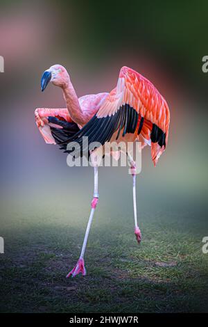 Künstlerisches Porträt eines stehenden Flamingos Stockfoto