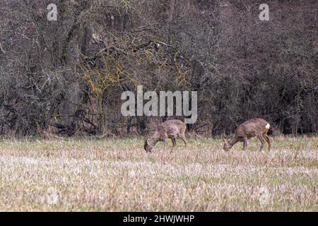 Zwei Hirsche grasen auf einer Wiese Stockfoto
