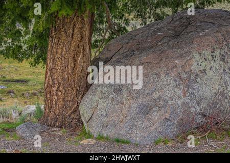 Douglas Fir, Pseudotsuga menziesii, geschützt durch einen großen Felsbrocken auf dem Blacktail Plateau des Yellowstone National Park, Wyoming, USA Stockfoto