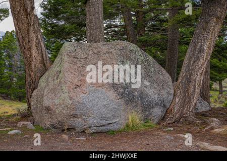 Douglas Fir, Pseudotsuga menziesii, geschützt durch einen großen Felsbrocken auf dem Blacktail Plateau des Yellowstone National Park, Wyoming, USA Stockfoto