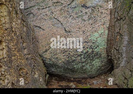 Douglas Fir, Pseudotsuga menziesii, geschützt durch einen großen Felsblock auf dem Blacktail Plateau des Yellowstone National Park, Wyom, und wächst eng mit diesem Stockfoto