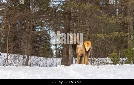 Junger Elch in Clam Lake, Wisconsin. Stockfoto