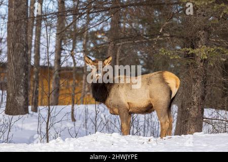 Junger Elch in Clam Lake, Wisconsin. Stockfoto