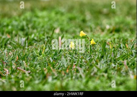 Nahaufnahme einer gelben bermuda-Butterblume (Oxalis pes-caprae), die auf einem grünen Rasen wächst Stockfoto