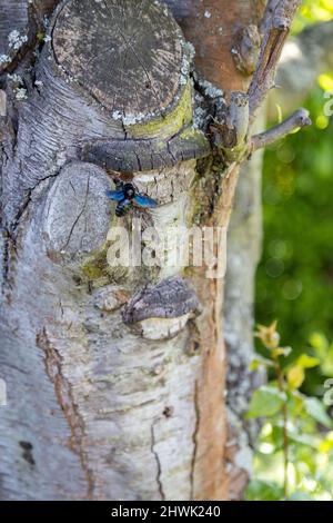 Eine wunderschöne blaue Holzbiene arbeitet am Stamm eines alten Baumes. Stockfoto