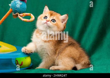 Kleine Goldene Britischen verspielte Katze neben einer Katze spielzeug sitzen und schaut nach oben Stockfoto