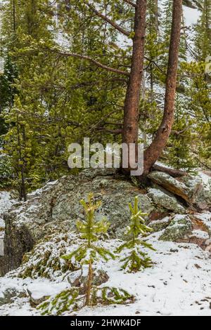 Lodgepole Pines, Pinus contorta, wächst auf einem felsigen Berghang im Yellowstone National Park, Wyoming, USA Stockfoto