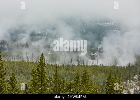 Regeneration von Lodgepole Pines, Pinus contorta, nach den vorübergehend verheerenden Waldbränden im Yellowstone-Nationalpark im Jahr 1988, Wyoming, USA Stockfoto