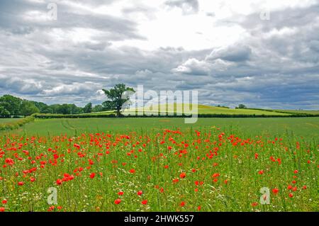 Mohn im Feld in der Nähe von Bridgnorth, Shropshire, England, Vereinigtes Königreich Stockfoto