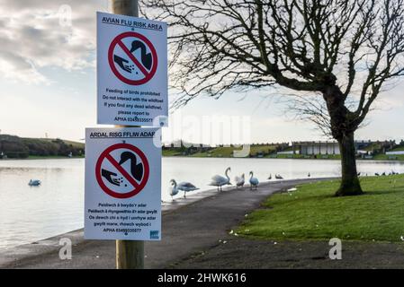 Temporäre Schilder in walisischer Sprache und Englisch in einem öffentlichen Park, die davor warnen, dass die Vogelgrippe, die Vogelgrippe, unter den Schwanen im Hintergrund zu sehen ist. Stockfoto