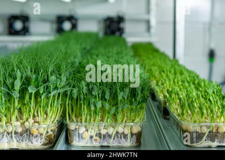 Saftige junge Triebe von Mikrogrün Nahaufnahme. Samen in einem Gewächshaus anbauen. Micro-Greenery Farm. Herstellung von umweltfreundlichem Vitamin Nuss Stockfoto