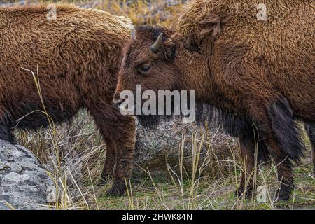 Bison, Bison Bison, im Lamar Valley des Yellowstone National Park, Wyoming, USA Stockfoto