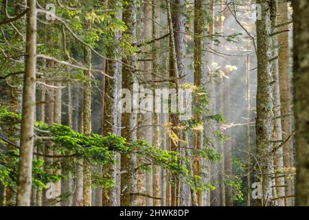 Sonnenstrahlen im natürlichen Fichtenwald Stockfoto