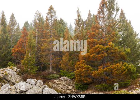 Lodgepole Pines werden vom Mountain Pine Beetle und dem Klimawandel in der nordwestlichen Ecke des Yellowstone National Park, Wyoming, USA, unter Stress gesetzt Stockfoto