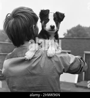 Blue Peter Moderator John Noakes, hier mit den Programmen New Border Collie Welpe zu sehen.die Zuschauer werden eingeladen, einen Namen zu schlagen, wenn die neue Serie von Blue Peter beginnt. Kinder, die eigene Hunde tun, werden viele Tipps, wie man nach einem neuen Welpen zu kümmern und zu trainieren. Es wird gehofft, dass die Tausenden von Kindern, die nicht in der Lage sind, Hunde zu halten fühlen, dass sie einen Anteil am neuen Welpen haben. 14.. September 1971 Stockfoto