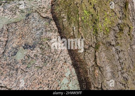 Douglas Fir, Pseudotsuga menziesii, geschützt durch einen großen Felsblock auf dem Blacktail Plateau des Yellowstone National Park, Wyom, und wächst eng mit diesem Stockfoto