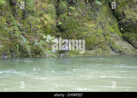 Einheimische blaue Ente auf der malerischen Waioeka Gorge und Flusslandschaft Wasser fließt über steinige Flussbett mit einheimischen Busch und Bäumen zu Wasser. Stockfoto