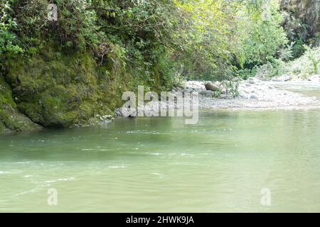 Einheimische blaue Ente auf der malerischen Waioeka Gorge und Flusslandschaft Wasser fließt über steinige Flussbett mit einheimischen Busch und Bäumen zu Wasser. Stockfoto