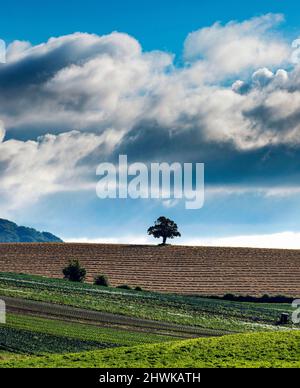 Ein einbunter Baum in einem gepflügten Feld zusammen mit grünem Gemüse in einem North County Down Field, Comber, Nordirland Stockfoto