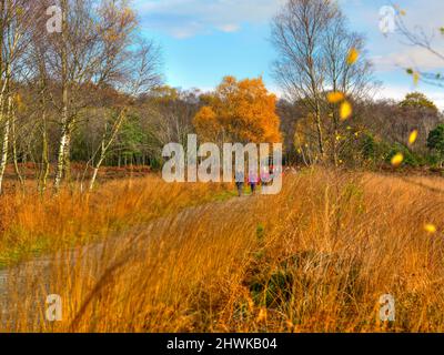 Peatlands Park, County Tyrone Stockfoto