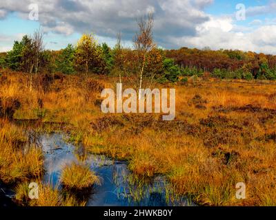 Peatlands Park, County Tyrone Stockfoto