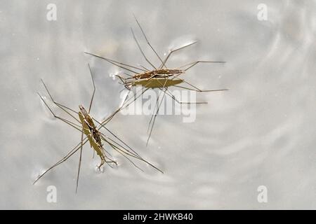 Wasserableiter, Wasserskeeter, Wasserroller, Wasserwanzen Stockfoto