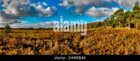 Peatlands Park, County Tyrone Stockfoto