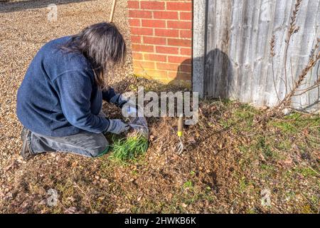 Frau, die Schneeglöckchen pflanzt, Galanthus nivalis. Schneeglöt im Grün gepflanzt. Stockfoto